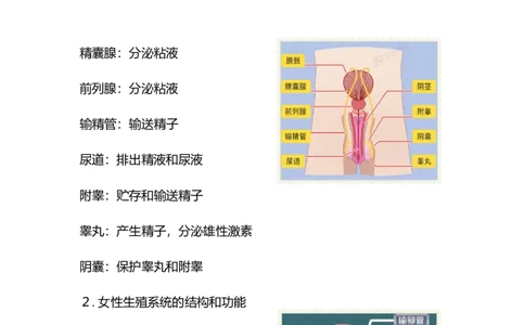 专题06人的生殖和发育-备战2023年中考生物核心考点梳理与必背_6生物中考复习_2023年中考复习资料_专项复习_备战2023年中考生物核心考点梳理与必背