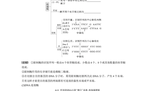 第十单元　第61课时　基因工程的基本工具和基本操作程序_2025年新高考资料_一轮复习_2025大一轮复习讲义+课件（完结）_2025大一轮复习讲义生物学生用书Word版文档整书