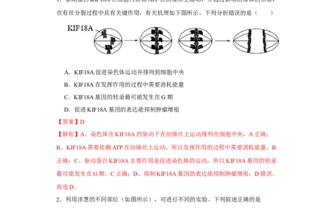 第四单元有丝分裂及减数分裂详解（B卷能力提升练）-2022年高考生物一轮复习单元滚动双测卷（解析版）_新高考复习资料_2023年新高考复习资料_一轮复习