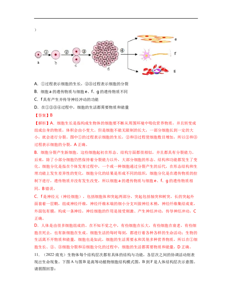 专题02生物体的结构层次背诵清单+跟踪训练（教师版）_6生物中考复习_2023年中考复习资料_一轮复习_2023年中考生物一轮大单元复习过过过（全国通用）