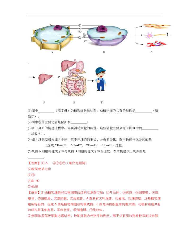专题02生物体的结构层次背诵清单+跟踪训练（教师版）_6生物中考复习_2023年中考复习资料_一轮复习_2023年中考生物一轮大单元复习过过过（全国通用）