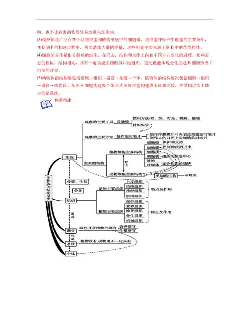 专题02生物体的结构层次背诵清单+跟踪训练（教师版）_6生物中考复习_2023年中考复习资料_一轮复习_2023年中考生物一轮大单元复习过过过（全国通用）