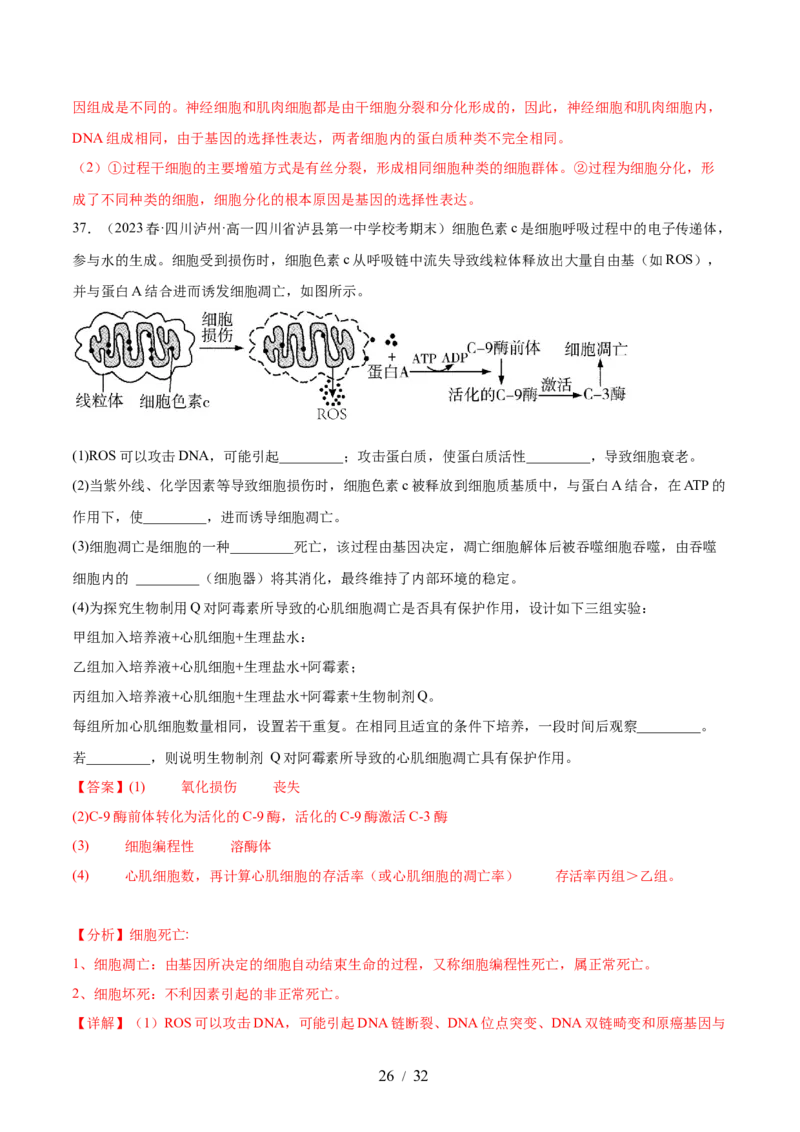 第四单元细胞的生命历程（测试）（解析版）_新高考复习资料_2024年新高考复习资料_一轮复习资料_完2024年高考生物一轮复习讲练测(课件+讲义+练习)（新高考）_单元测试