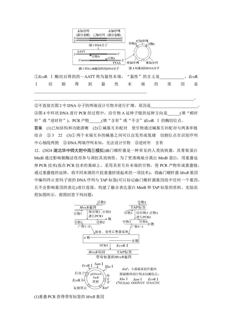 第十单元　专题突破10　综合PCR的基因工程问题_2025年新高考资料_一轮复习_2025大一轮复习讲义+课件（完结）_2025大一轮复习讲义生物教师用书Word版文档整书