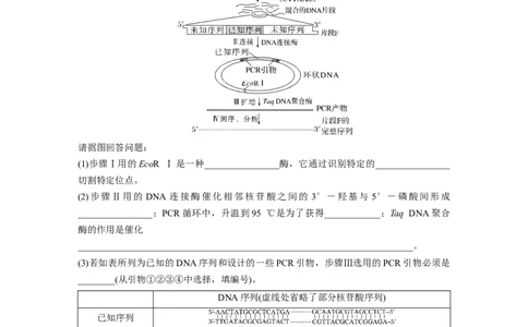 第十单元　专题突破10　综合PCR的基因工程问题_2025年新高考资料_一轮复习_2025大一轮复习讲义+课件（完结）_2025大一轮复习讲义生物教师用书Word版文档整书