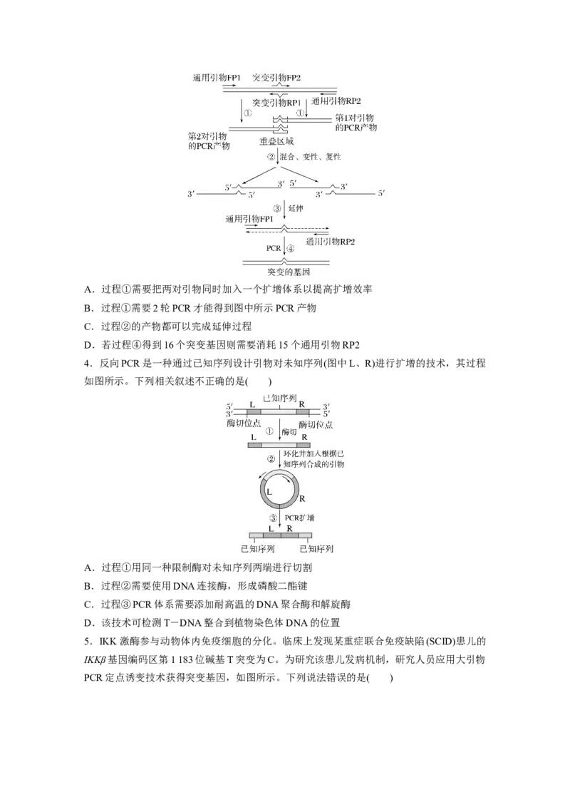 第十单元　专题突破10　综合PCR的基因工程问题_2025年新高考资料_一轮复习_2025大一轮复习讲义+课件（完结）_2025大一轮复习讲义生物学生用书Word版文档整书_2025一轮复习73练