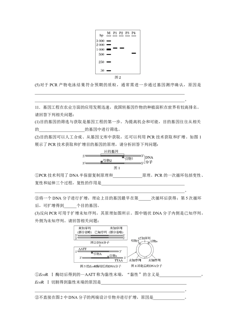 第十单元　专题突破10　综合PCR的基因工程问题_2025年新高考资料_一轮复习_2025大一轮复习讲义+课件（完结）_2025大一轮复习讲义生物学生用书Word版文档整书_2025一轮复习73练