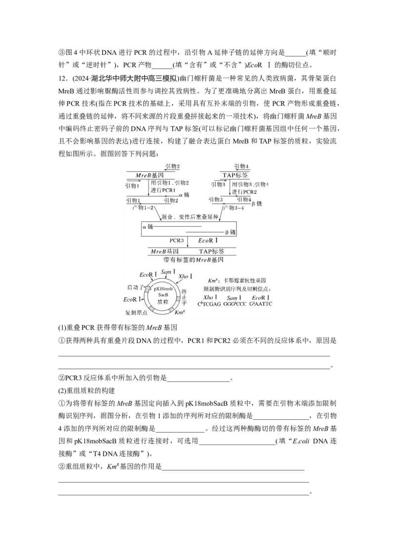 第十单元　专题突破10　综合PCR的基因工程问题_2025年新高考资料_一轮复习_2025大一轮复习讲义+课件（完结）_2025大一轮复习讲义生物学生用书Word版文档整书_2025一轮复习73练