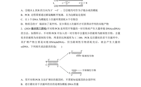 第十单元　专题突破10　综合PCR的基因工程问题_2025年新高考资料_一轮复习_2025大一轮复习讲义+课件（完结）_2025大一轮复习讲义生物学生用书Word版文档整书_2025一轮复习73练