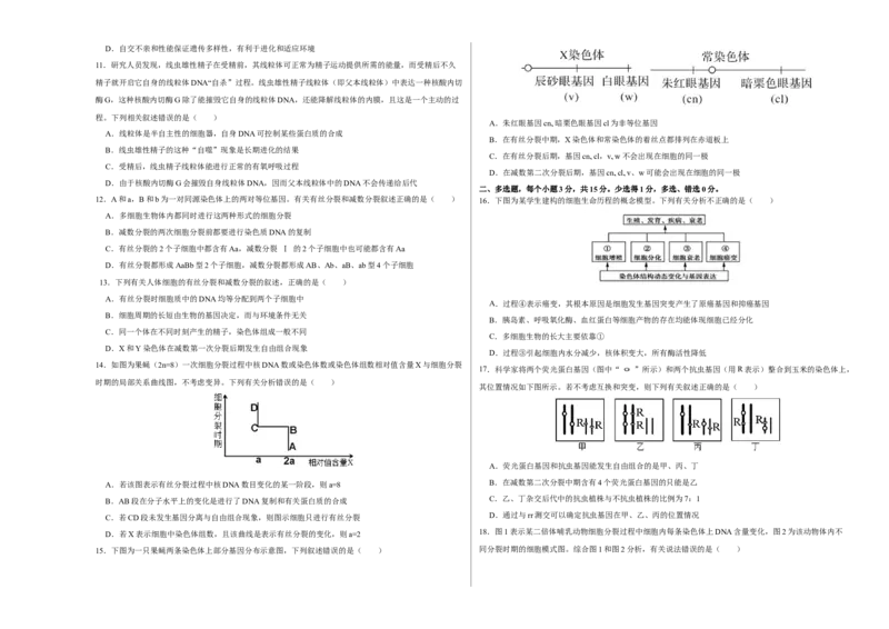 第四单元有丝分裂及减数分裂详解（B卷能力提升练）-2022年高考生物一轮复习单元滚动双测卷（考试版）_新高考复习资料_2023年新高考复习资料_一轮复习