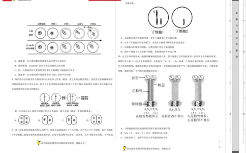 第四单元有丝分裂及减数分裂详解（B卷能力提升练）-2022年高考生物一轮复习单元滚动双测卷（考试版）_新高考复习资料_2023年新高考复习资料_一轮复习