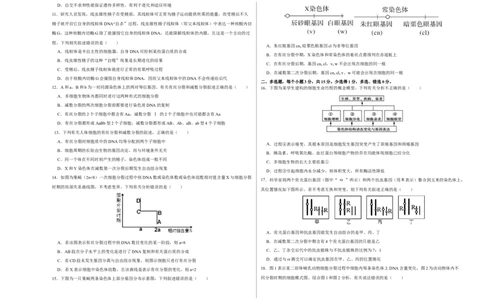 第四单元有丝分裂及减数分裂详解（B卷能力提升练）-2022年高考生物一轮复习单元滚动双测卷（考试版）_新高考复习资料_2023年新高考复习资料_一轮复习