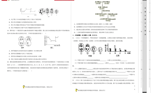 第四单元有丝分裂及减数分裂详解（B卷能力提升练）-2022年高考生物一轮复习单元滚动双测卷（考试版）_新高考复习资料_2023年新高考复习资料_一轮复习