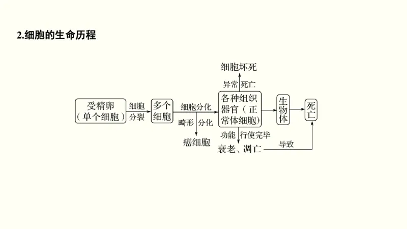 第四单元细胞的生命历程（教案）_新高考复习资料_2022年新高考复习资料_2022届一轮复习讲练结合7.13更新_系列一_第四单元细胞的生命历程