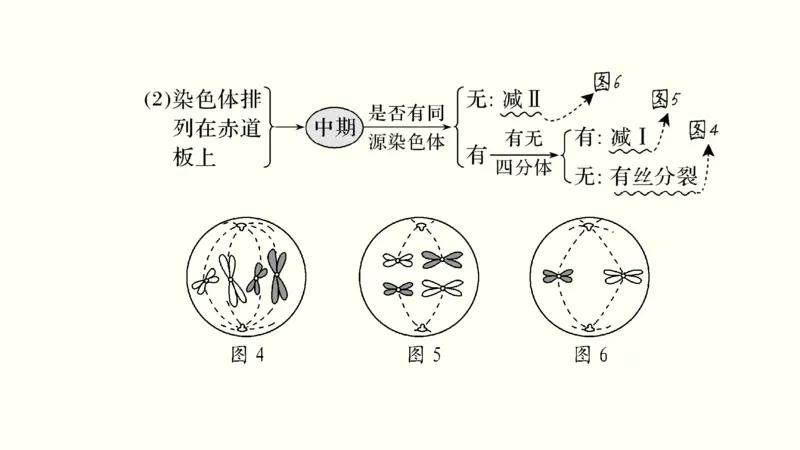 第四单元细胞的生命历程（教案）_新高考复习资料_2022年新高考复习资料_2022届一轮复习讲练结合7.13更新_系列一_第四单元细胞的生命历程