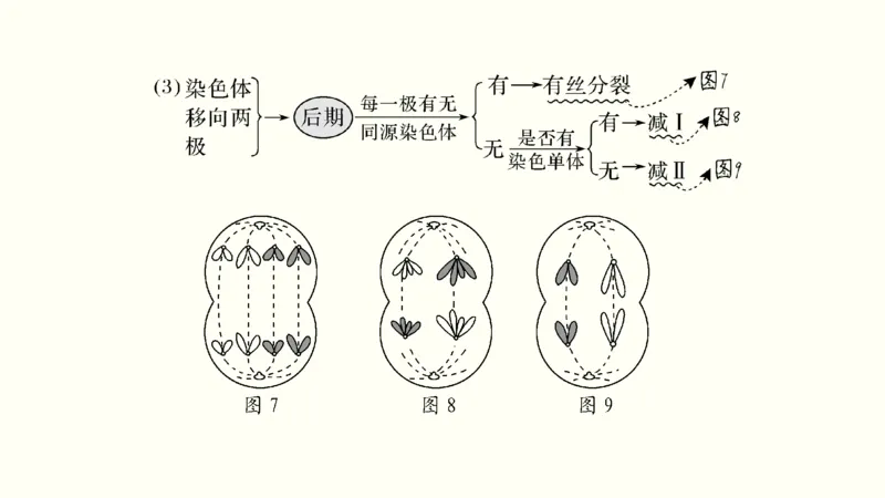 第四单元细胞的生命历程（教案）_新高考复习资料_2022年新高考复习资料_2022届一轮复习讲练结合7.13更新_系列一_第四单元细胞的生命历程