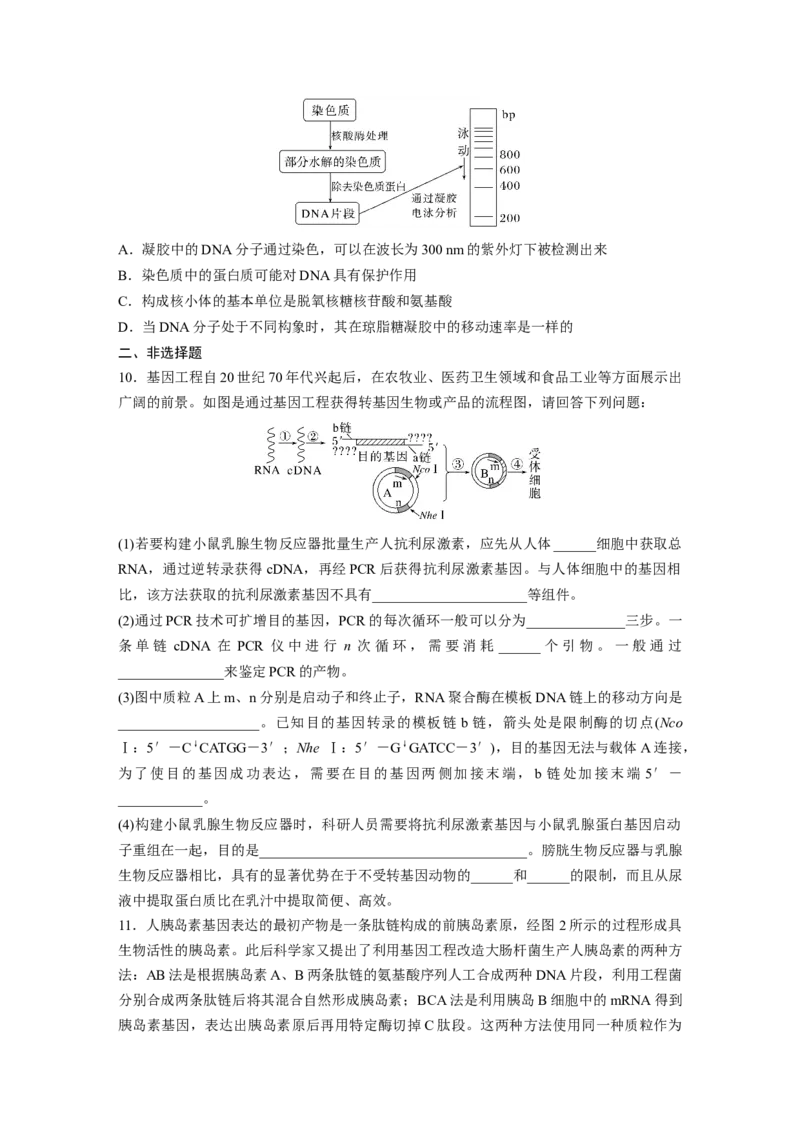 第十单元　课时练62　基因工程的应用、蛋白质工程、DNA的两个重要实验_2025年新高考资料_一轮复习_2025大一轮复习讲义+课件（完结）_2025大一轮复习讲义生物学生用书Word版文档整书
