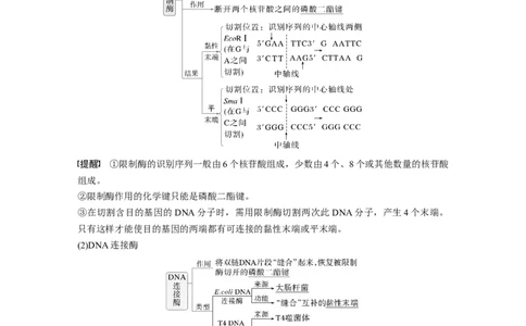 第十单元　第61课时　基因工程的基本工具和基本操作程序_2025年新高考资料_一轮复习_2025大一轮复习讲义+课件（完结）_2025大一轮复习讲义生物教师用书Word版文档整书