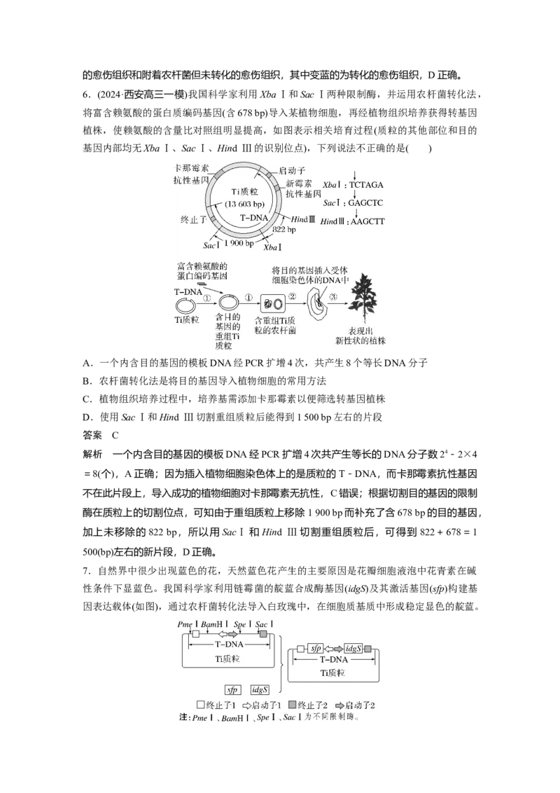 第十单元　第61课时　基因工程的基本工具和基本操作程序_2025年新高考资料_一轮复习_2025大一轮复习讲义+课件（完结）_2025大一轮复习讲义生物教师用书Word版文档整书