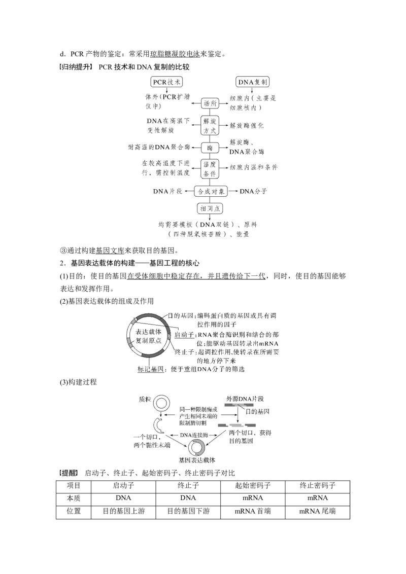 第十单元　第61课时　基因工程的基本工具和基本操作程序_2025年新高考资料_一轮复习_2025大一轮复习讲义+课件（完结）_2025大一轮复习讲义生物教师用书Word版文档整书