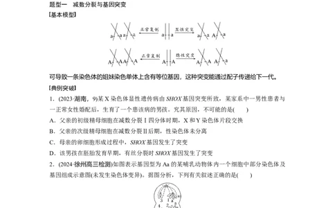 第四单元　专题突破4　减数分裂与可遗传变异的关系_2025年新高考资料_一轮复习_2025大一轮复习讲义+课件（完结）_2025大一轮复习讲义生物学生用书Word版文档整书_2025大一轮复习讲义