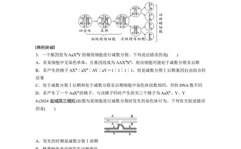第四单元　专题突破4　减数分裂与可遗传变异的关系_2025年新高考资料_一轮复习_2025大一轮复习讲义+课件（完结）_2025大一轮复习讲义生物学生用书Word版文档整书_2025大一轮复习讲义
