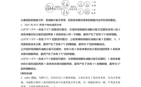 第四单元　专题突破4　减数分裂与可遗传变异的关系_2025年新高考资料_一轮复习_2025大一轮复习讲义+课件（完结）_2025大一轮复习讲义生物学生用书Word版文档整书_2025大一轮复习讲义