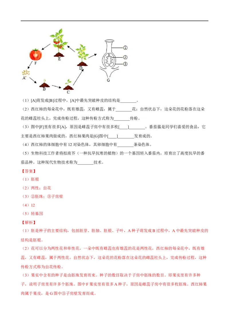 专题05被子植物的一生（解析版）_6生物中考复习_2023年中考复习资料_一轮复习_2023年中考生物一轮复习讲练测_专题05被子植物的一生（专题精练）-2023年中考生物一轮复习讲练测