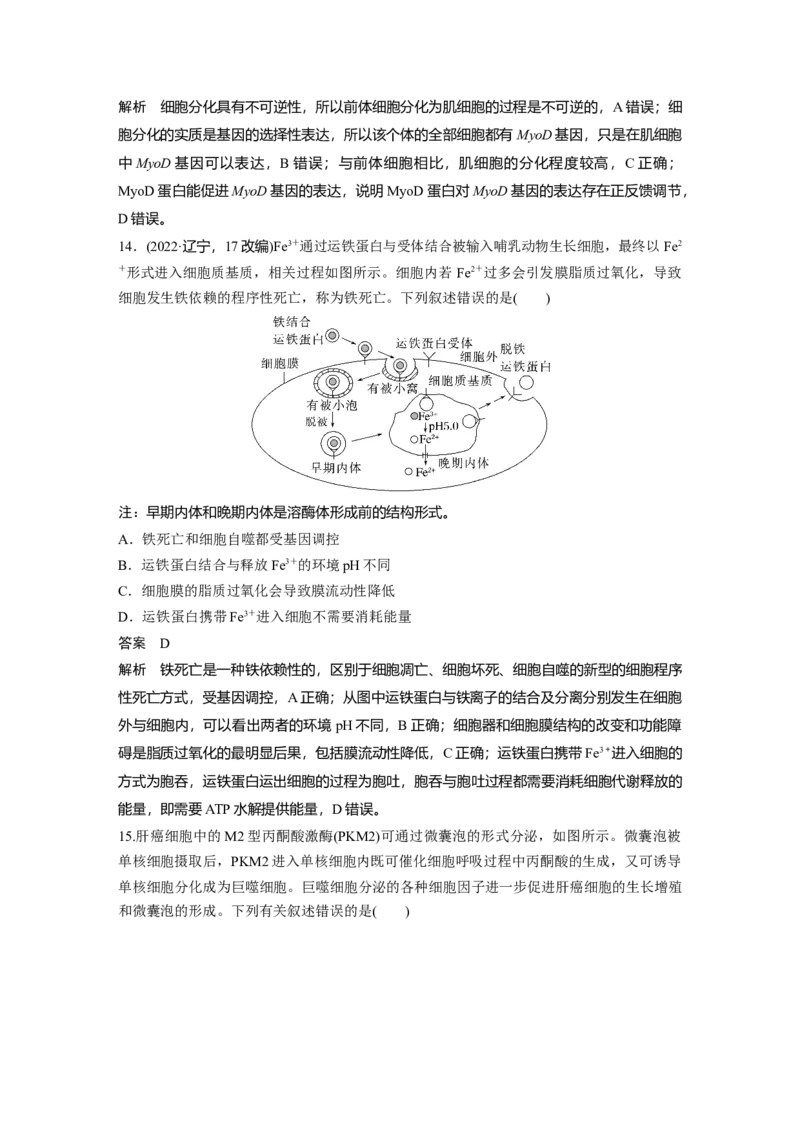 第四单元　第23课时　细胞的分化、衰老和死亡_2025年新高考资料_一轮复习_2025大一轮复习讲义+课件（完结）_2025大一轮复习讲义生物教师用书Word版文档整书
