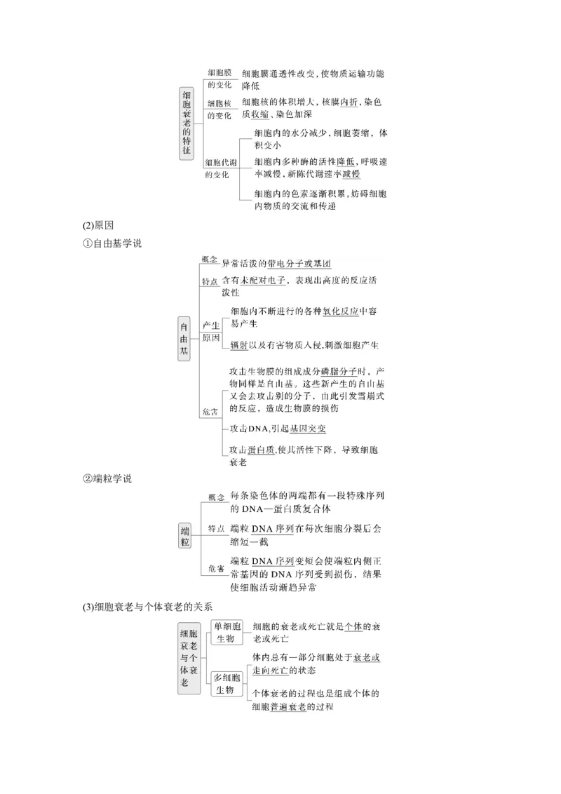 第四单元　第23课时　细胞的分化、衰老和死亡_2025年新高考资料_一轮复习_2025大一轮复习讲义+课件（完结）_2025大一轮复习讲义生物教师用书Word版文档整书