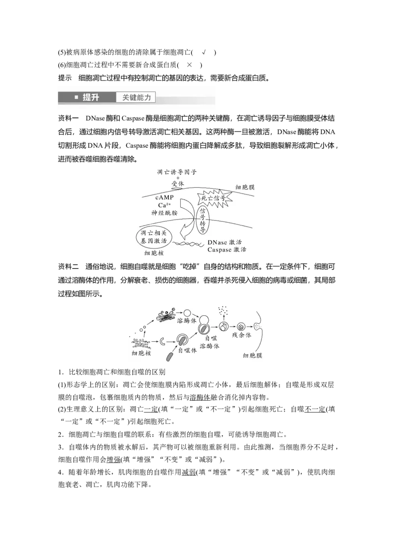 第四单元　第23课时　细胞的分化、衰老和死亡_2025年新高考资料_一轮复习_2025大一轮复习讲义+课件（完结）_2025大一轮复习讲义生物教师用书Word版文档整书