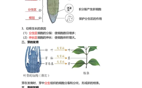 专题05被子植物的一生（背记帮）-备战2024年中考生物一轮复习考点帮_6生物中考复习_2024年中考复习资料_一轮复习资料_❤备战2024年中考生物一轮复习考点帮（全国通用）_必背考点