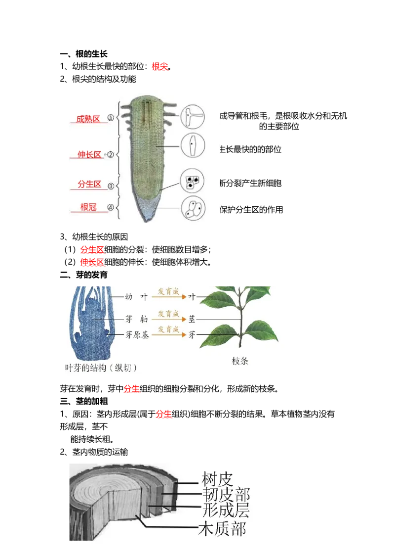 专题05被子植物的一生（背记帮）-备战2024年中考生物一轮复习考点帮_6生物中考复习_2024年中考复习资料_一轮复习资料_❤备战2024年中考生物一轮复习考点帮（全国通用）_必背考点