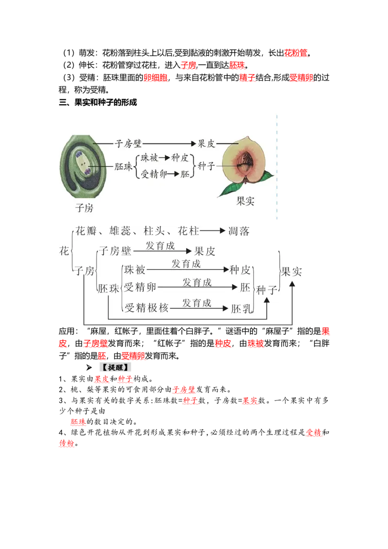 专题05被子植物的一生（背记帮）-备战2024年中考生物一轮复习考点帮_6生物中考复习_2024年中考复习资料_一轮复习资料_❤备战2024年中考生物一轮复习考点帮（全国通用）_必背考点