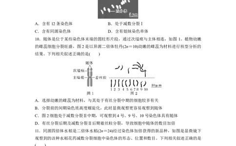第四单元课时练22减数分裂与有丝分裂的比较及观察蝗虫精母细胞减数分裂装片_2025年新高考资料_一轮复习_2025大一轮复习讲义+课件（完结）_2025一轮复习73练