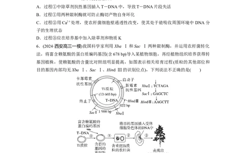 第十单元　课时练61　基因工程的基本工具和基本操作程序_2025年新高考资料_一轮复习_2025大一轮复习讲义+课件（完结）_2025大一轮复习讲义生物学生用书Word版文档整书