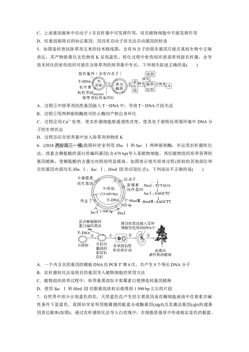 第十单元　课时练61　基因工程的基本工具和基本操作程序_2025年新高考资料_一轮复习_2025大一轮复习讲义+课件（完结）_2025大一轮复习讲义生物学生用书Word版文档整书