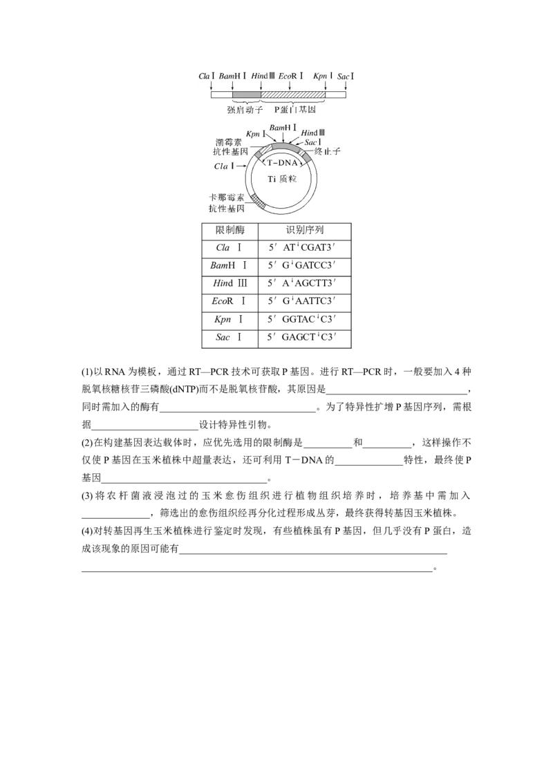 第十单元　课时练61　基因工程的基本工具和基本操作程序_2025年新高考资料_一轮复习_2025大一轮复习讲义+课件（完结）_2025大一轮复习讲义生物学生用书Word版文档整书