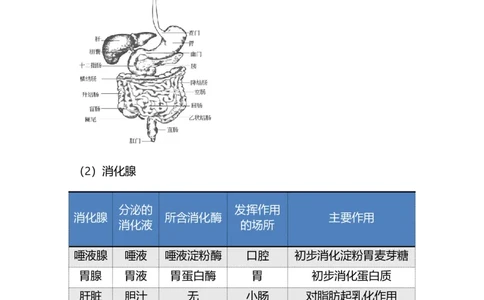 专题07人体的营养-备战2023年中考生物核心考点梳理与必背_6生物中考复习_2023年中考复习资料_专项复习_备战2023年中考生物核心考点梳理与必背