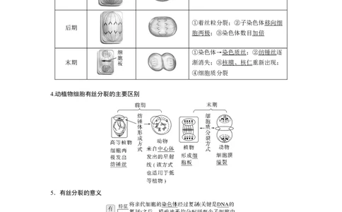 第四单元　第19课时　细胞的增殖_2025年新高考资料_一轮复习_2025大一轮复习讲义+课件（完结）_2025大一轮复习讲义生物教师用书Word版文档整书_配套Word版文档第三~六单元
