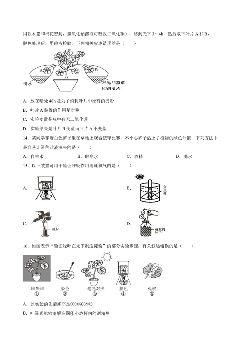 专题07绿色植物的光合作用（习题精练）（原卷版）_6生物中考复习_2024年中考复习资料_一轮复习资料_省心备考2024年中考生物一轮复习精讲精练（全国通用）