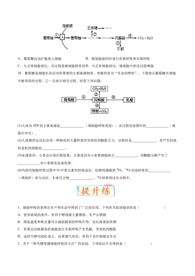 考向05细胞呼吸-备战2023年高考生物一轮复习考点微专题（全国通用）（原卷版）(1)_通用版（老高考）复习资料_2023年复习资料_一轮复习