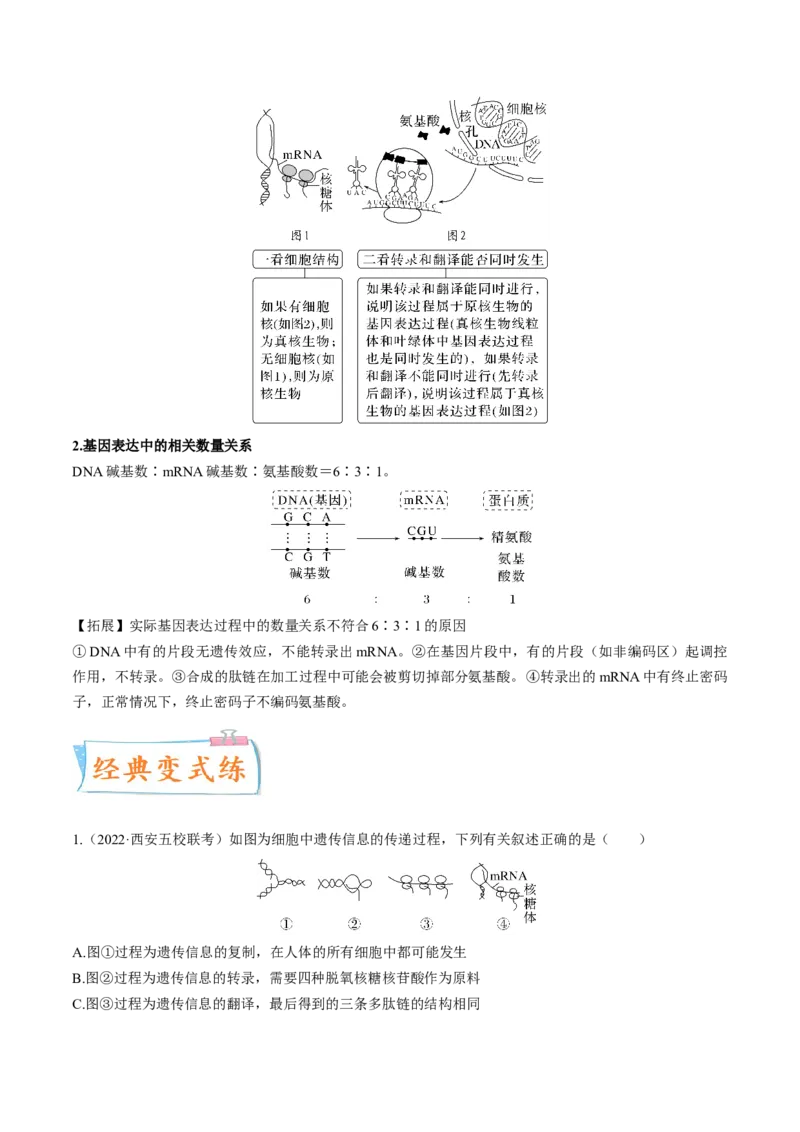 考向13基因的表达-备战2023年高考生物一轮复习考点微专题（全国通用）（解析版）(1)_通用版（老高考）复习资料_2023年复习资料_一轮复习