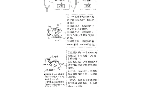 考向13基因的表达-备战2023年高考生物一轮复习考点微专题（全国通用）（解析版）(1)_通用版（老高考）复习资料_2023年复习资料_一轮复习
