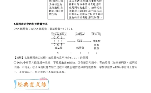考向13基因的表达-备战2023年高考生物一轮复习考点微专题（全国通用）（解析版）(1)_通用版（老高考）复习资料_2023年复习资料_一轮复习