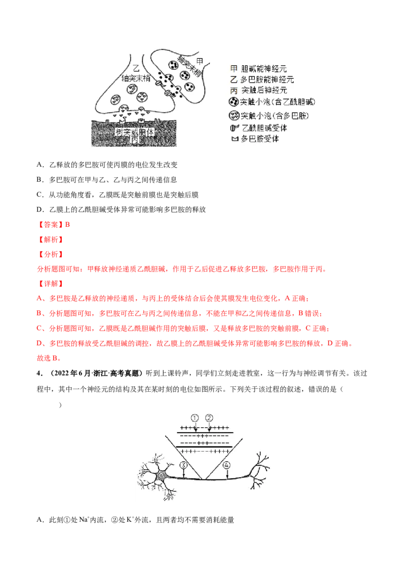 考向17神经调节-备战2023年高考生物一轮复习考点微专题（全国通用）（解析版）(1)_通用版（老高考）复习资料_2023年复习资料_一轮复习