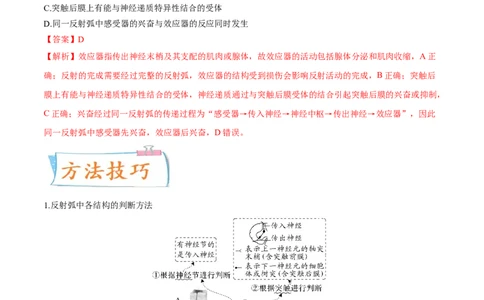 考向17神经调节-备战2023年高考生物一轮复习考点微专题（全国通用）（解析版）(1)_通用版（老高考）复习资料_2023年复习资料_一轮复习
