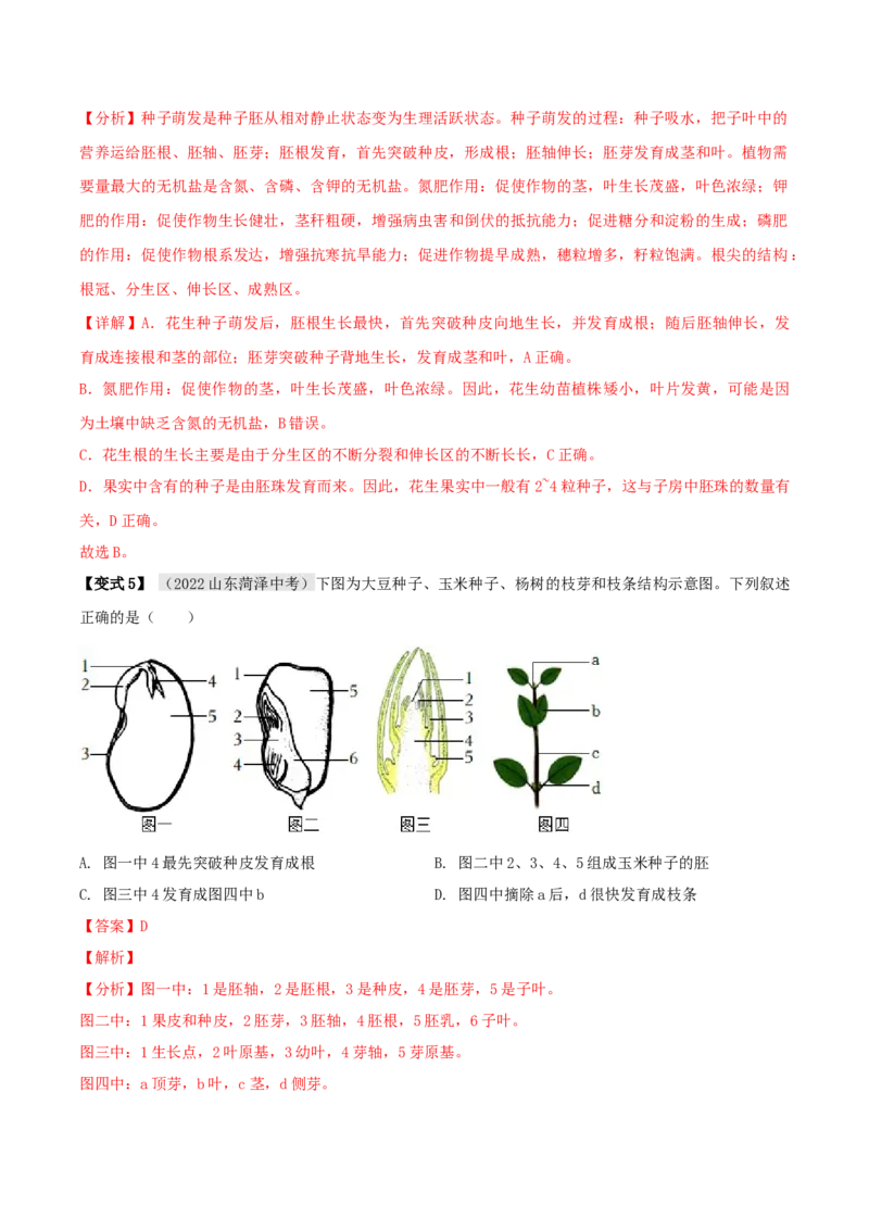 专题08被子植物的一生（解析版）_6生物中考复习_2023年中考复习资料_专项复习_2023年中考生物总复习真题探究与变式训练（全国通用）
