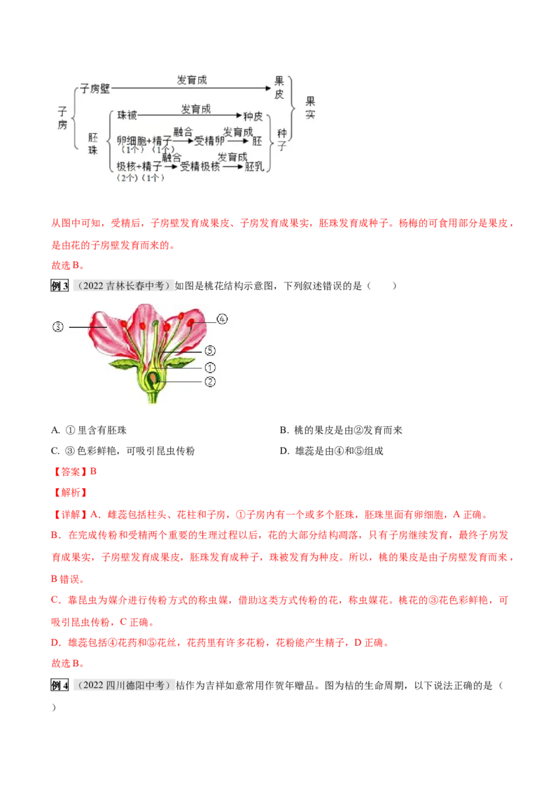 专题08被子植物的一生（解析版）_6生物中考复习_2023年中考复习资料_专项复习_2023年中考生物总复习真题探究与变式训练（全国通用）