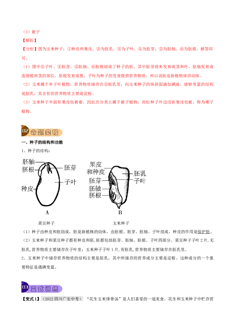 专题08被子植物的一生（解析版）_6生物中考复习_2023年中考复习资料_专项复习_2023年中考生物总复习真题探究与变式训练（全国通用）